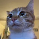 oswiftly