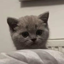 _vendelin#1925's avatar