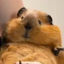 _mricebear