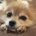 _kirl