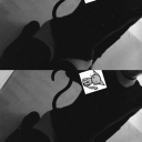 avatar ant