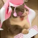 kittenmallow