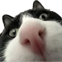 kallieslays