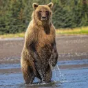 musculargrizzly