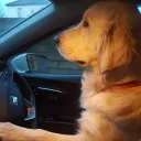 .dogdrivingacar