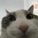 kiurr
