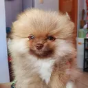 lokivali