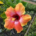 acertainflower6333