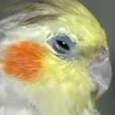 vorportal