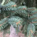 superspruce