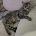 kmario