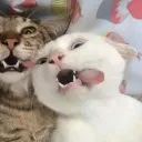 pulyaqq