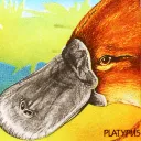 platymelon