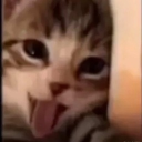 avatar con chó cũng là con mèo