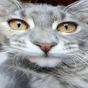 timtaran