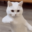 feetads