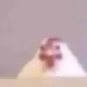 gallinula