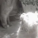 vynfym