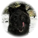 mystic.canine