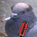 csigusz3