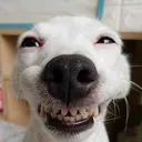gperdumonmail