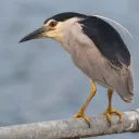 prehistorickid