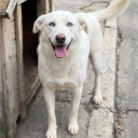 avatar Cachorro Orelha