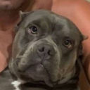 avatar PitBull