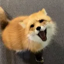 Аватар gromorevsky