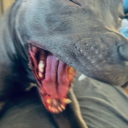 obake_hunter's Avatar