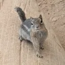 koala00000 avatar