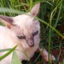 dixavante avatar