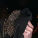 vlafii