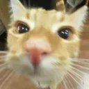 katiski