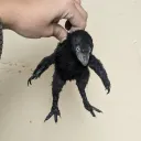 hirogecko