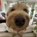 smrrose
