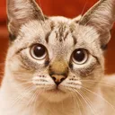 casadegatos