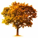 averagebackyardtree