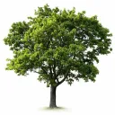 averagebackyardtree