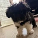 munchkin_z
