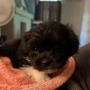 munchkin_z