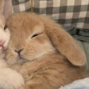 avatar michi  ໒꒰ྀིっ˕ -｡꒱ྀི১