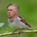 lucmacedo
