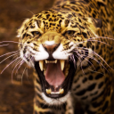 sacksonvillejag#2857's avatar