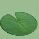 lotadev