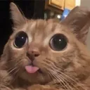 mewmewgg