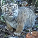 tiger0125