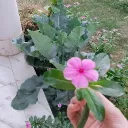 floralane
