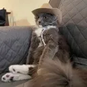 furiah_
