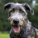wolfhound_.